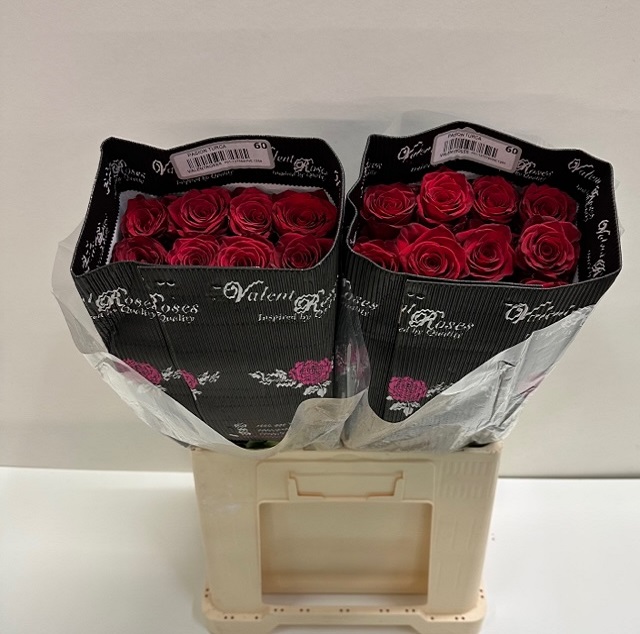 Rosa ec passion turca VL.jpg